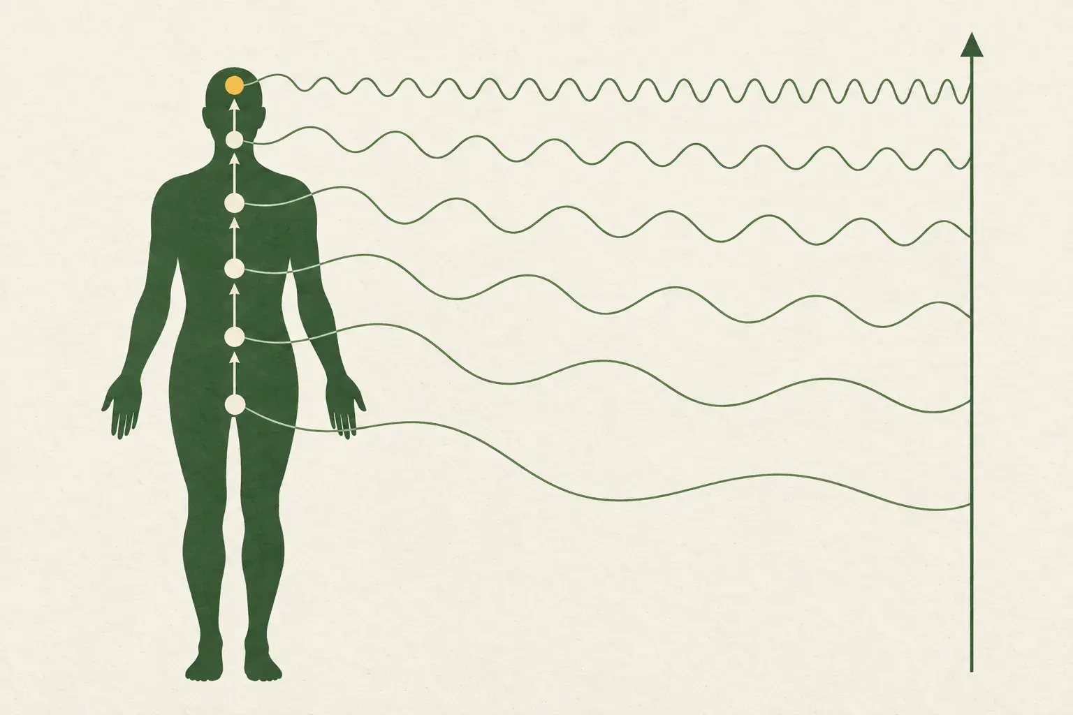 Silhouette eines Menschen mit sieben Punkten entlang der Körpermitte; von jedem Punkt läuft eine Welle nach rechts, unten lang und träge, oben fein und dicht, neben einem Pfeil nach oben